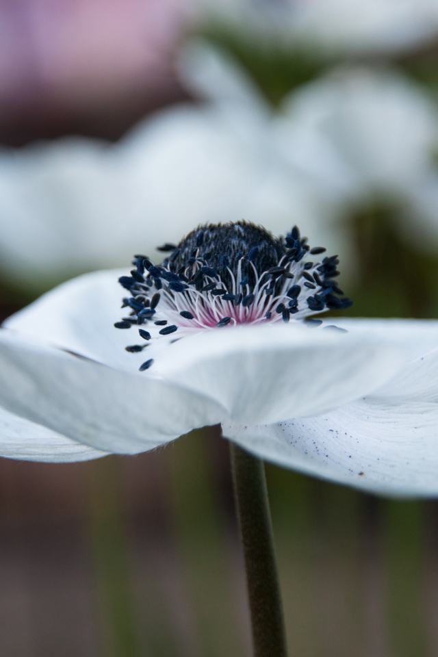 Красивый белый цветок анемоны крупным планом