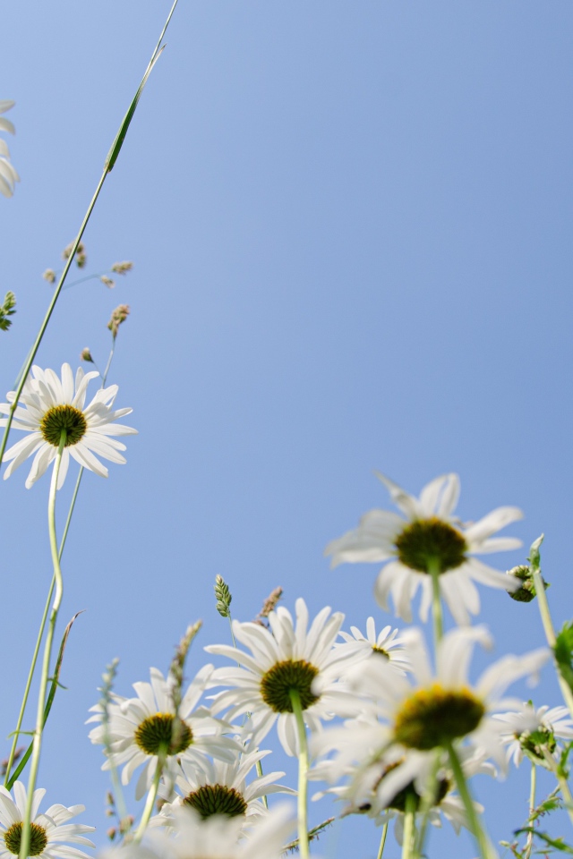 Красивые белые ромашки в траве 