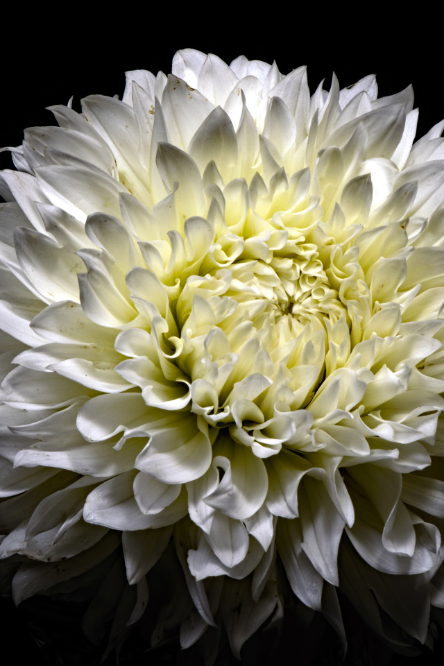 Красивая белая пушистая хризантема на черном фоне