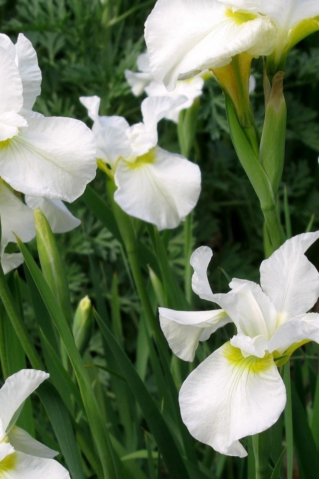 Красивые белые цветы ирис на клумбе