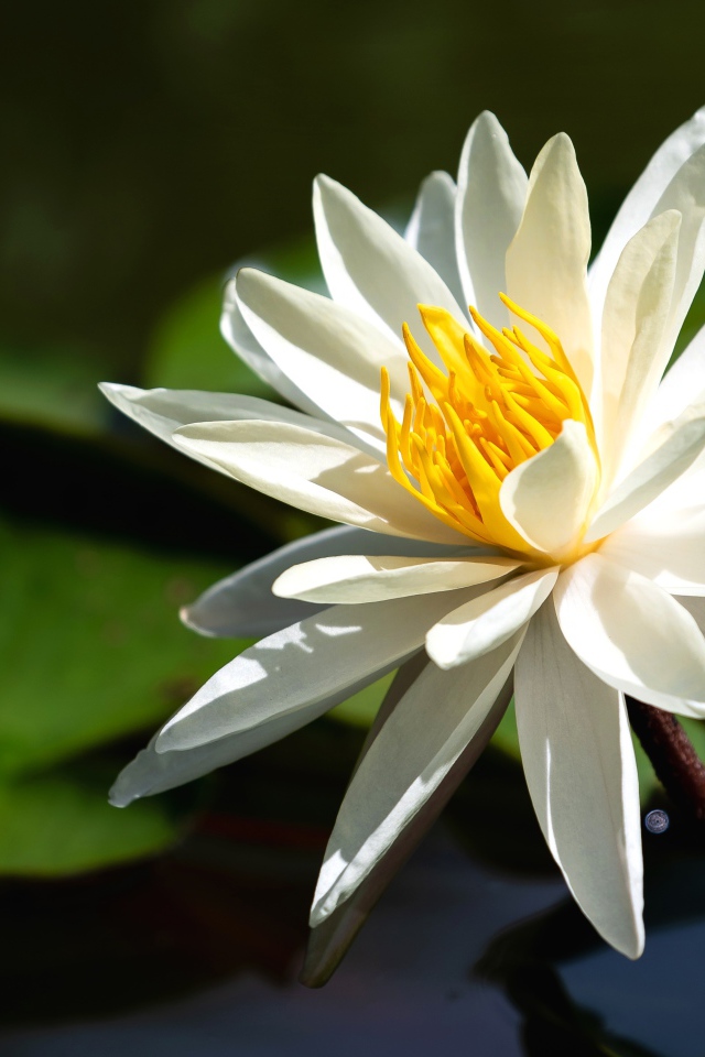 Красивый белый цветок лотоса с желтой серединкой в воде