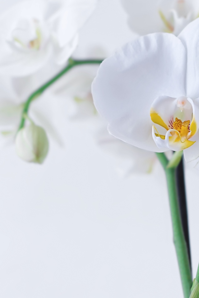 Красивый белый цветок орхидеи с бутонами на белом фоне