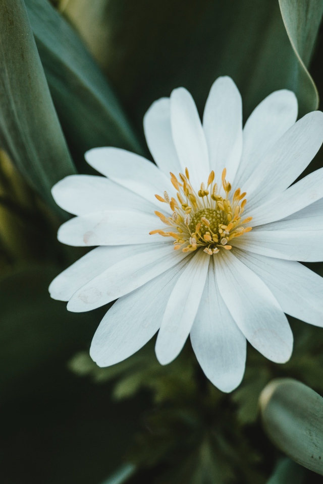 Красивый белый цветок остеоспермум с зелеными листьями