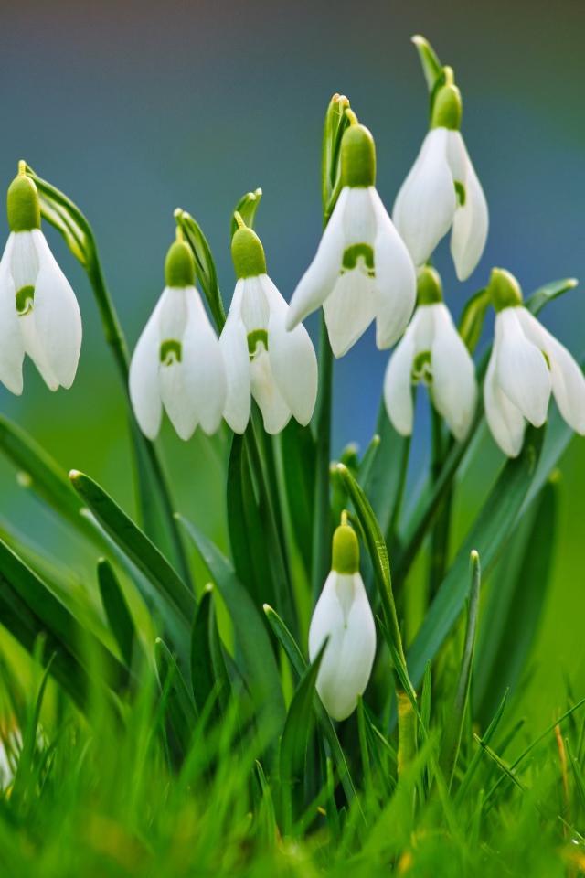 Красивые белые весенние подснежники в зеленой траве