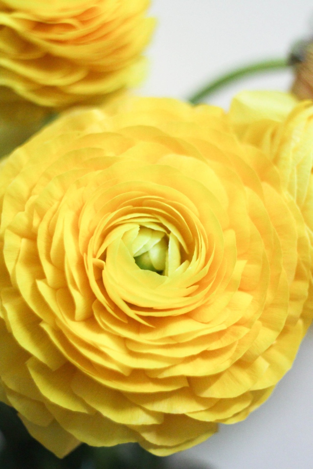 Красивые желтые цветы лютика крупным планом