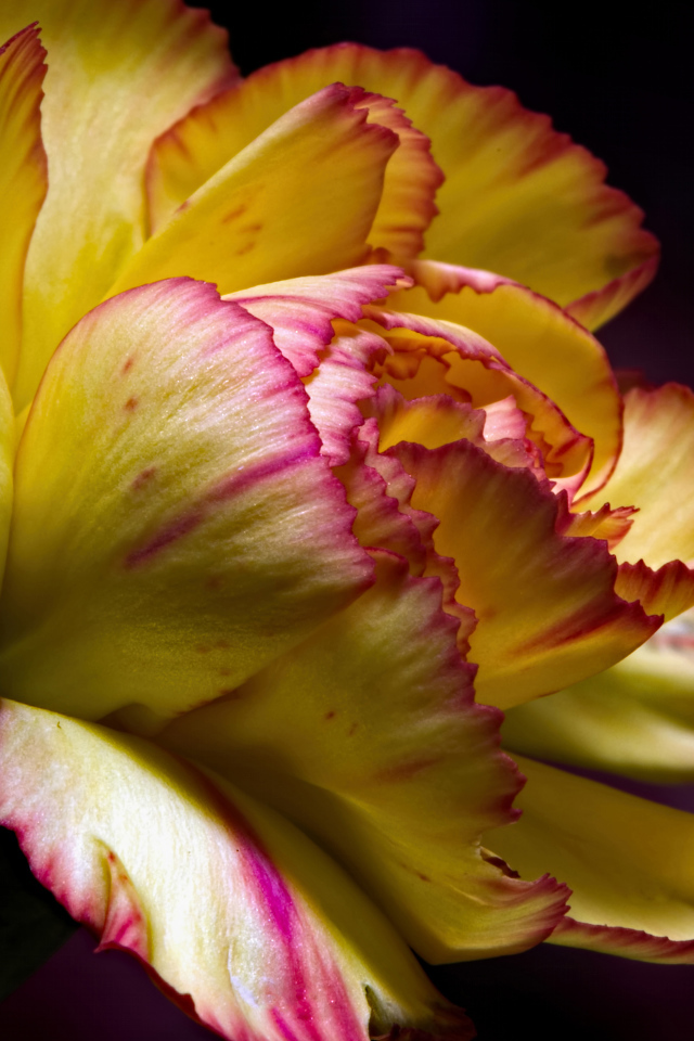 Красивая желтая гвоздика крупным планом