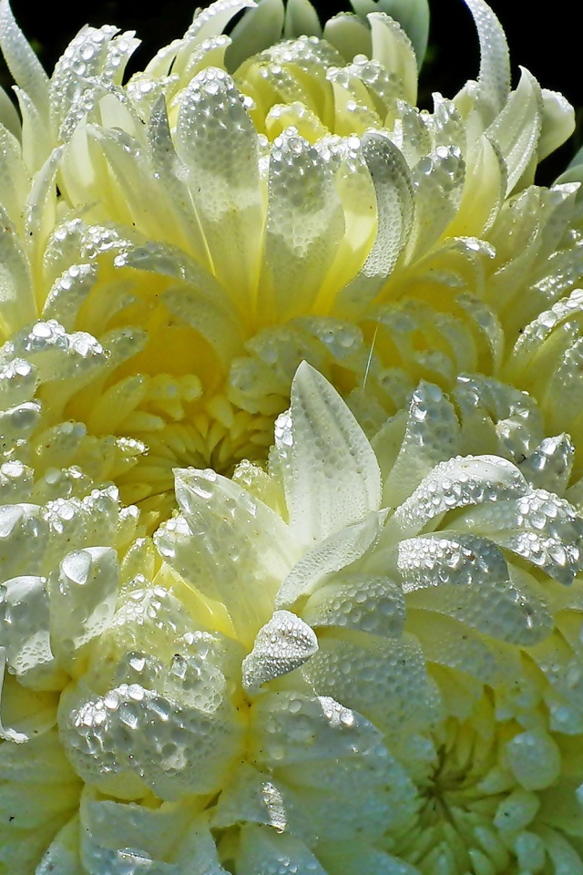 Красивые желтые хризантемы в каплях воды 