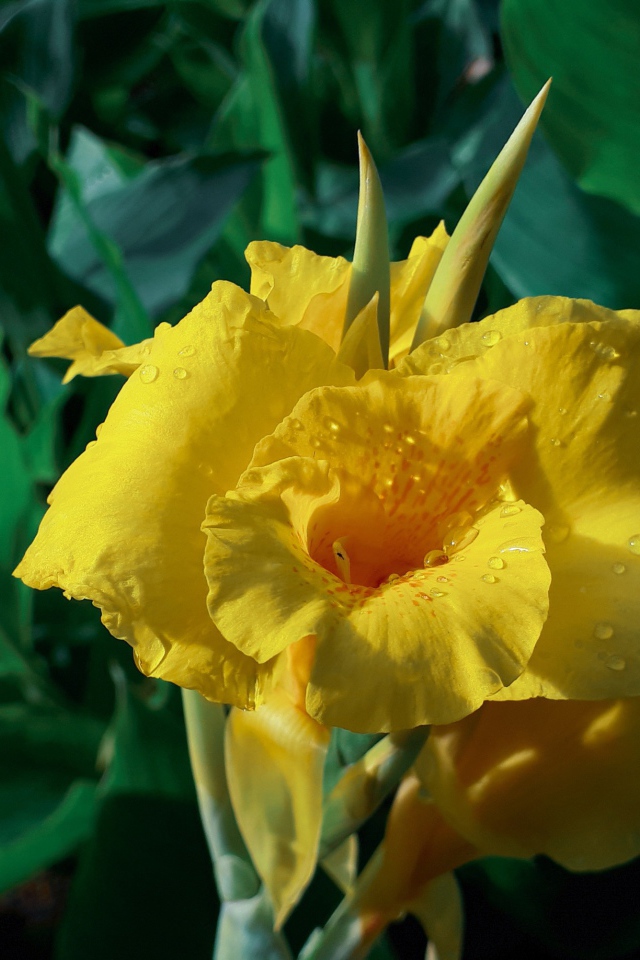 Красивый желтый цветок гладиолуса в каплях росы 