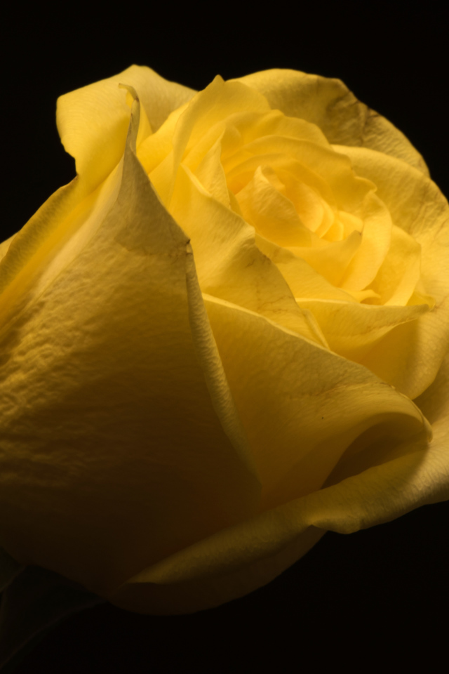 Красивая желтая роза на черном фоне крупным планом