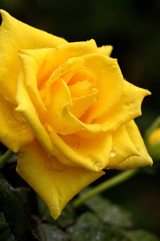 Красивая желтая роза с бутоном в каплях росы крупным планом