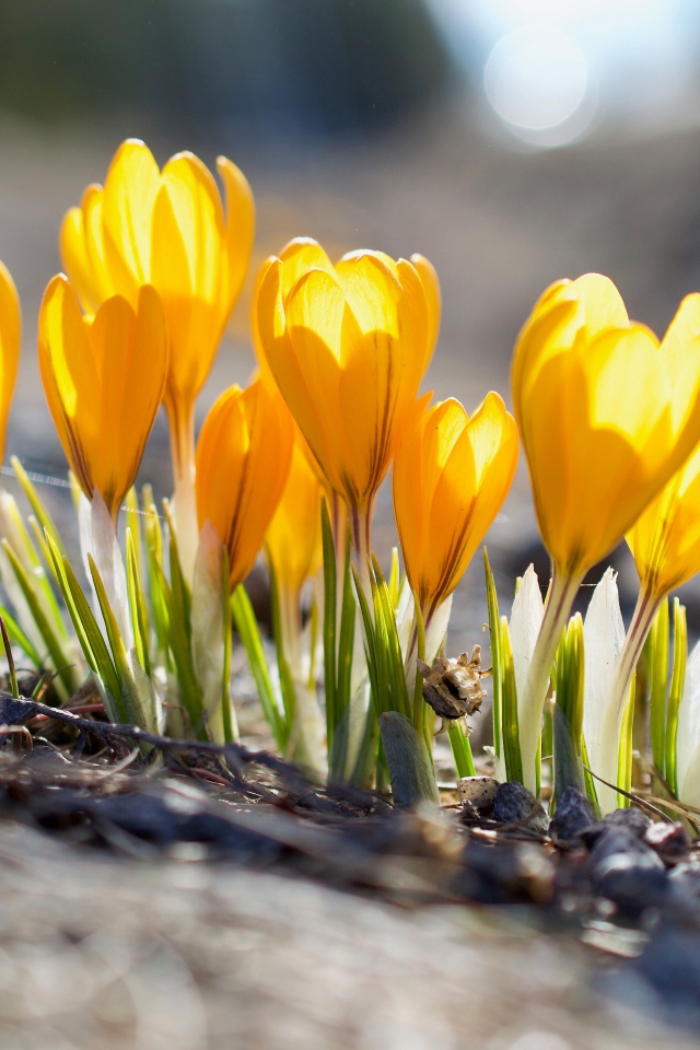Красивые желтые весенние крокусы в лучах солнца 