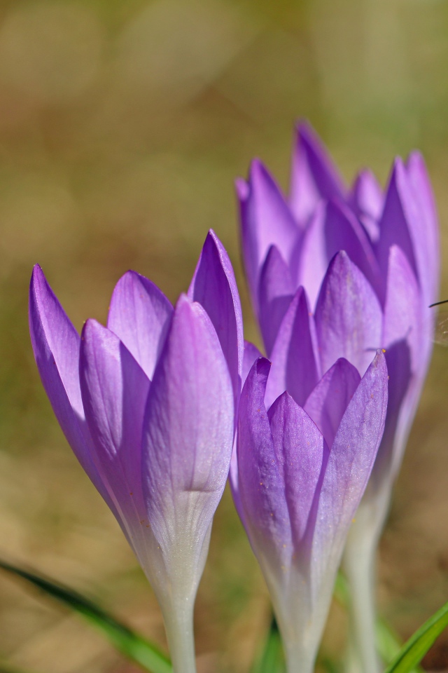 Пчела летит к сиреневым весенним крокусам