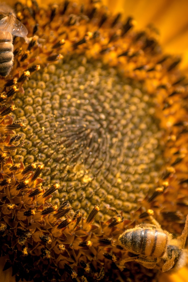 Пчелы собирают нектар с цветка подсолнуха 