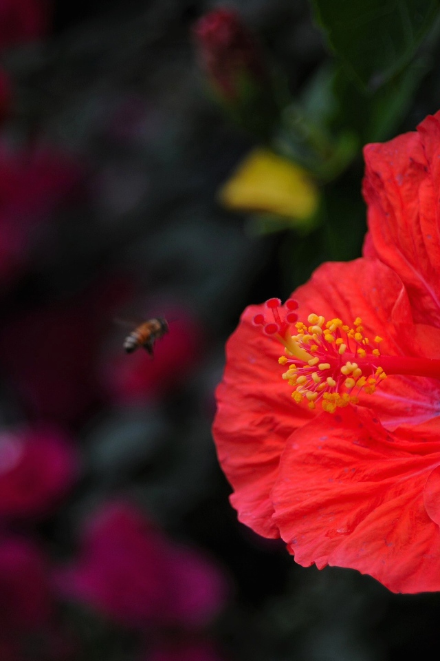 Большой красный цветок гибискуса крупным планом