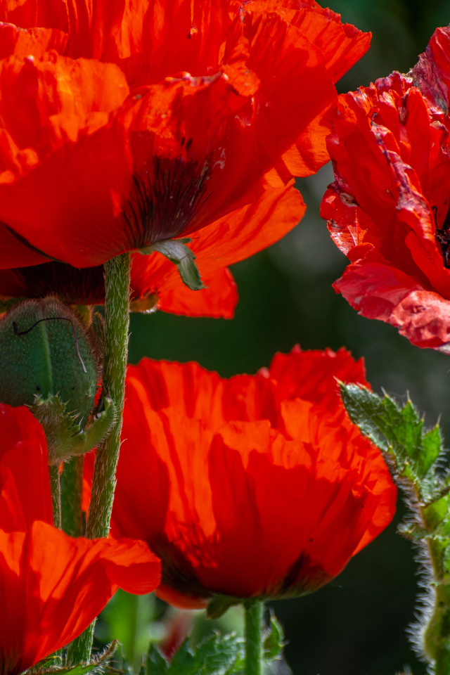 Big red poppies with buds in the sun