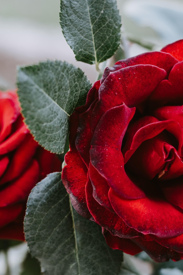 Большая алая роза с зелеными лепестками крупным планом