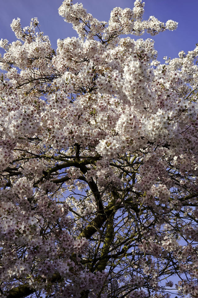 Большое дерево в розовыми цветами на фоне голубого неба 