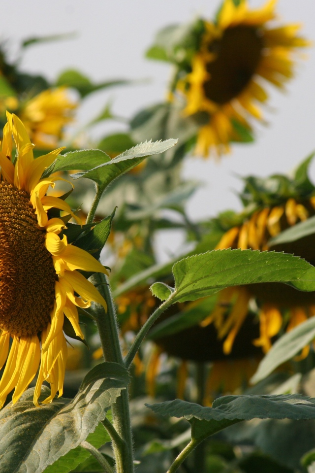 Большой желтый подсолнух с пчелами на поле 