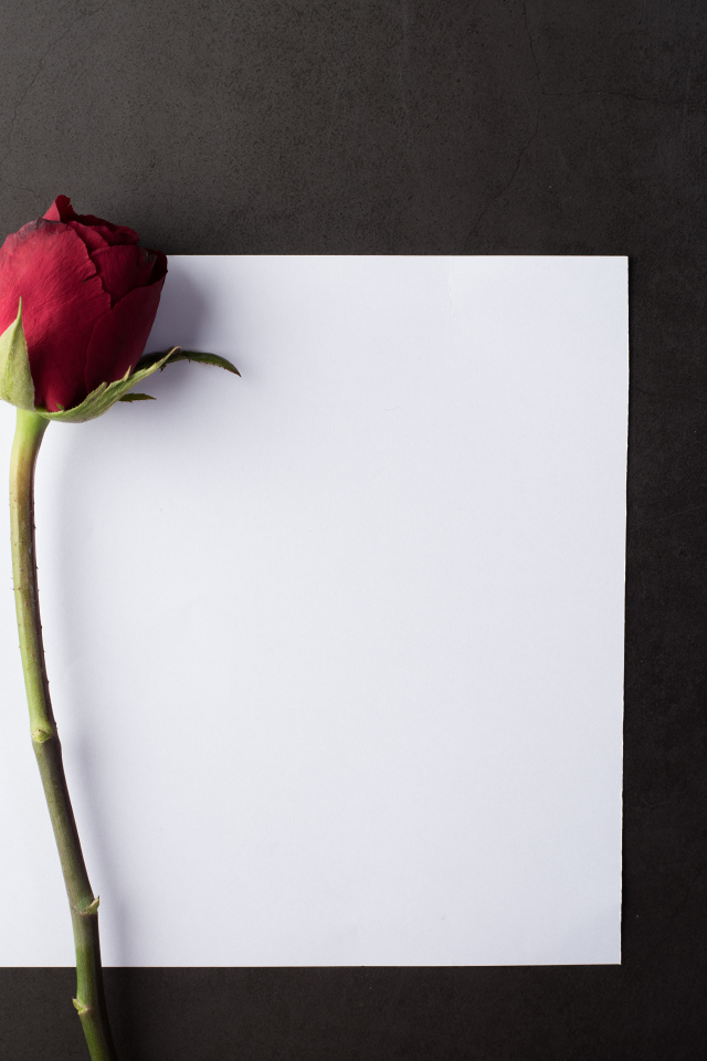 Чистый белый лист с красной розой на сером столе