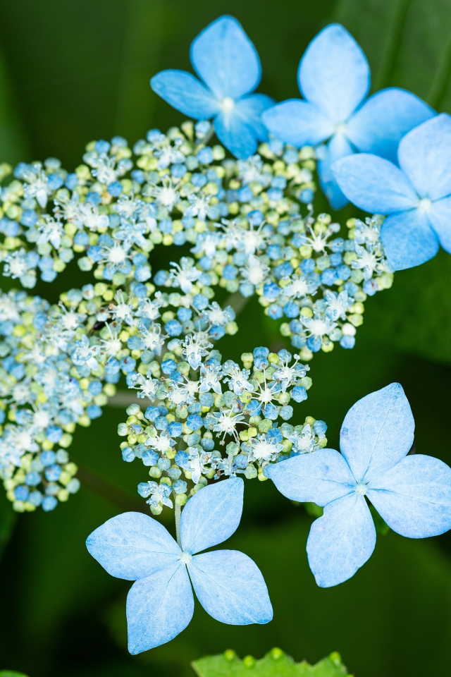 Распускающиеся цветы голубой гортензии в зеленых листьях 