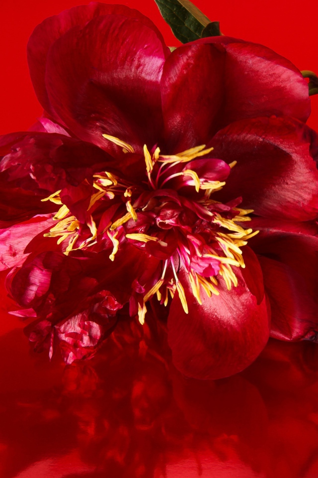 Цветок распустившегося пиона на красном фоне