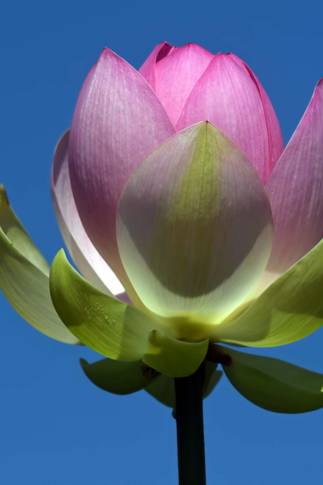 Распускающийся розовый цветок лотоса на фоне голубого неба 
