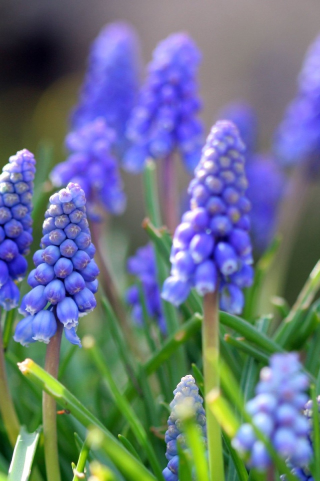 Синие цветы мускари в лучах солнца 