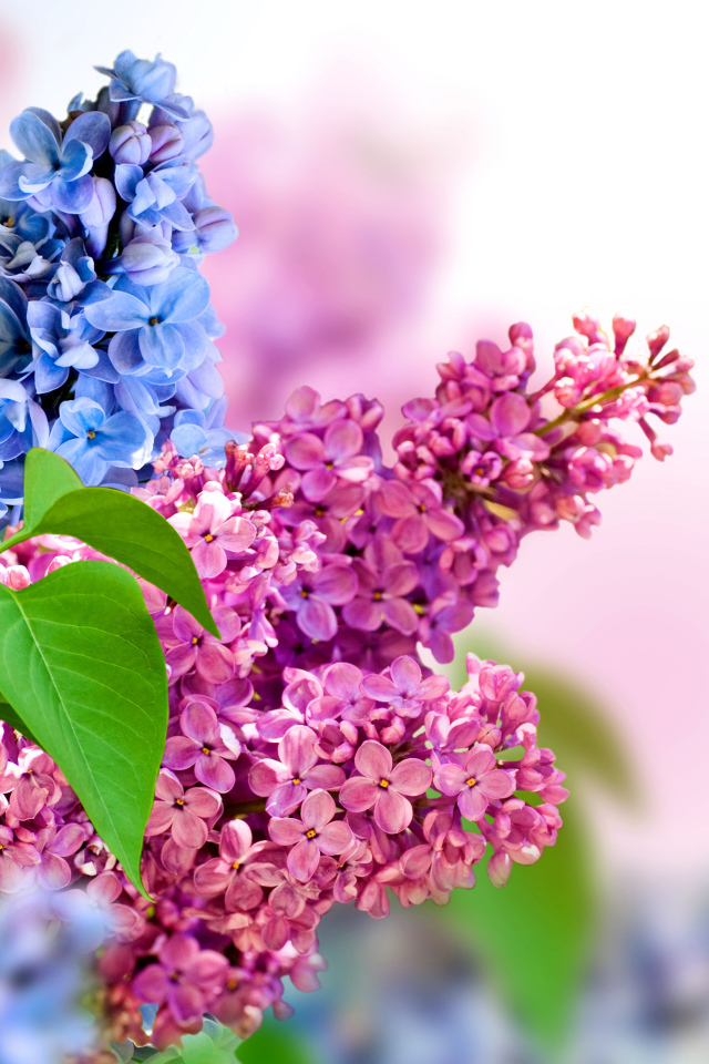 Синие и розовые цветы сирени на белом фоне