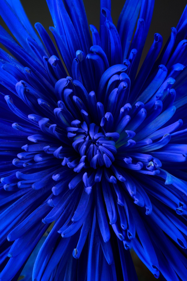 Синий цветок астры крупным планом