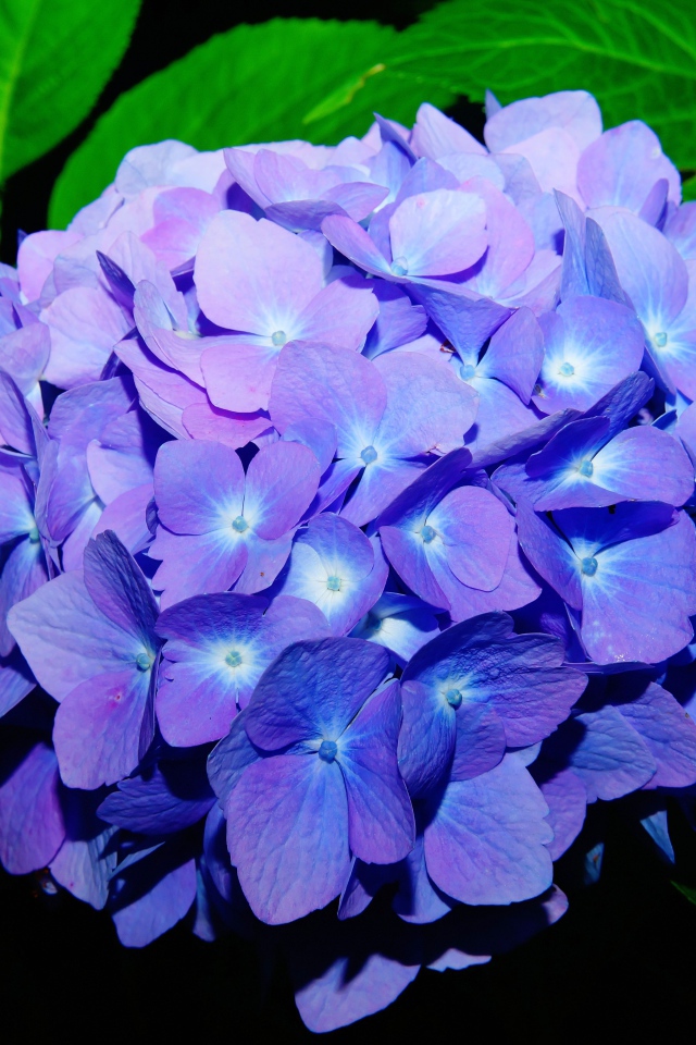 Синие красивые цветы гортензии в зеленых листьях 