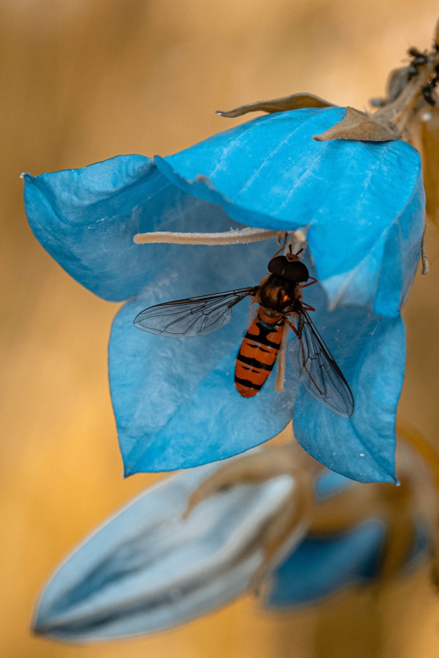 Голубой цветок колокольчика с насекомым крупным планом 