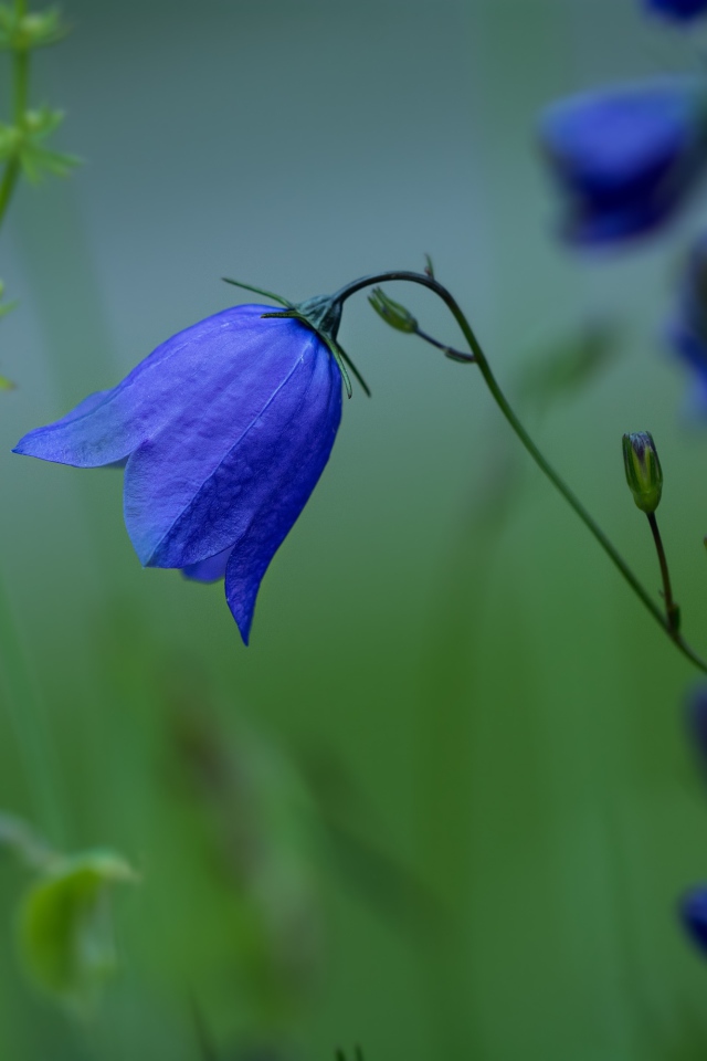 Синие цветы колокольчика крупным планом