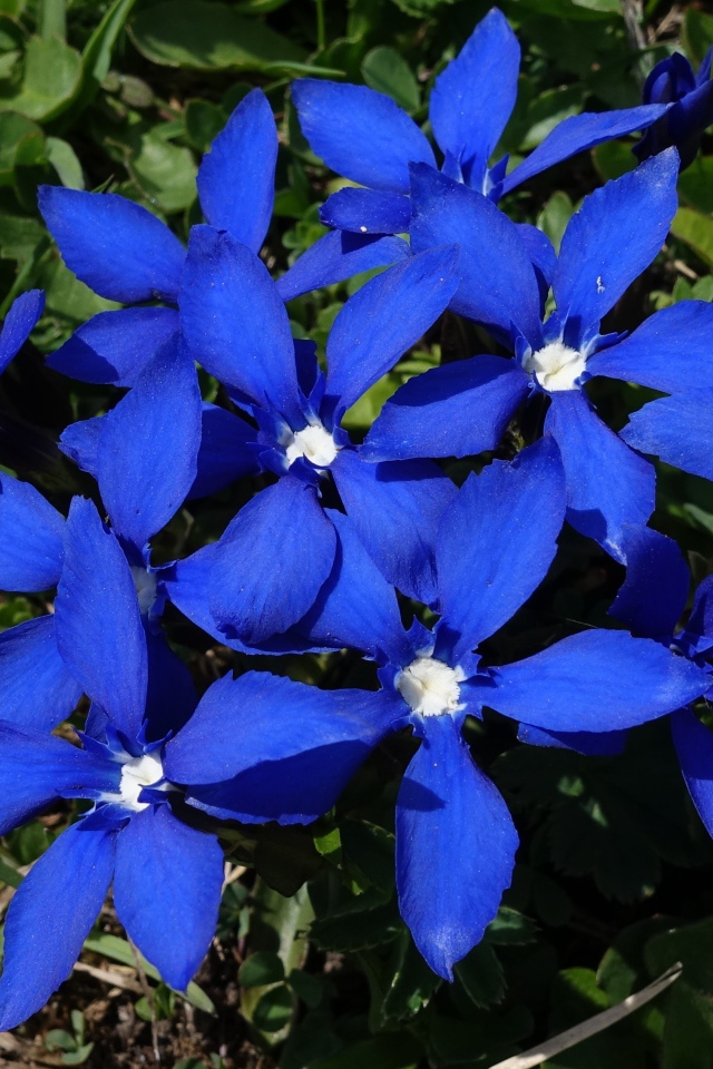 Синие цветы в лучах солнца на клумбе 