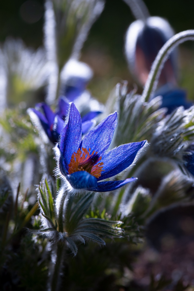 Синие цветы прострел с бутонами в лучах солнца
