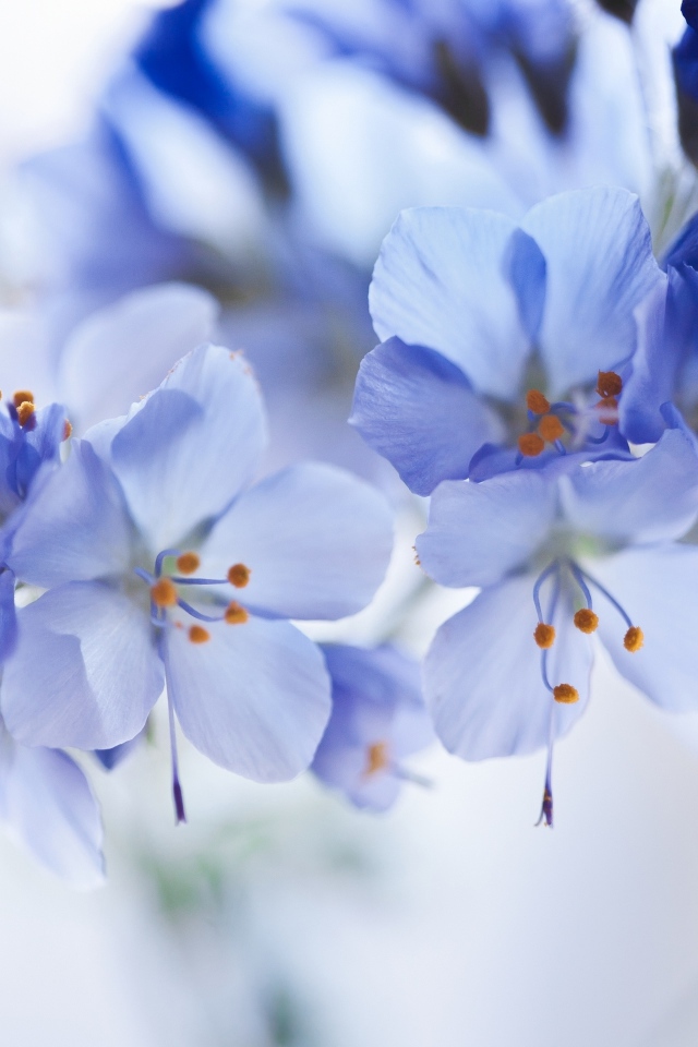 Синие цветы на ветке крупным планом