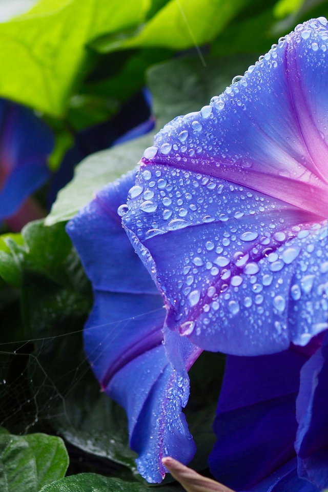 Синие цветы калачики с каплями росы на лепестках