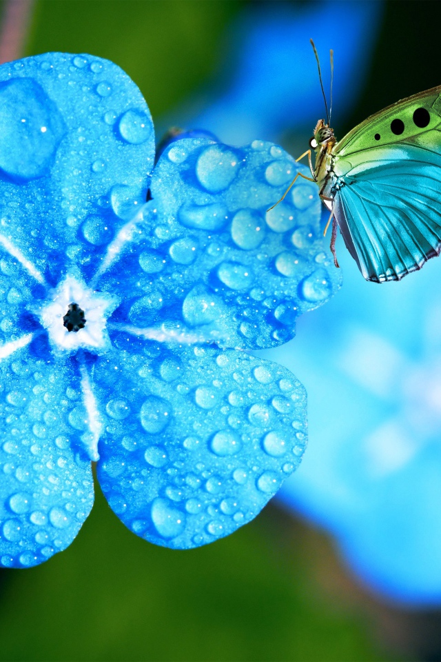 Голубой цветок незабудки в каплях росы с бабочкой 