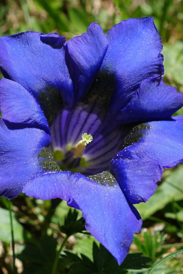 Синий цветок горечавка в зеленой траве 