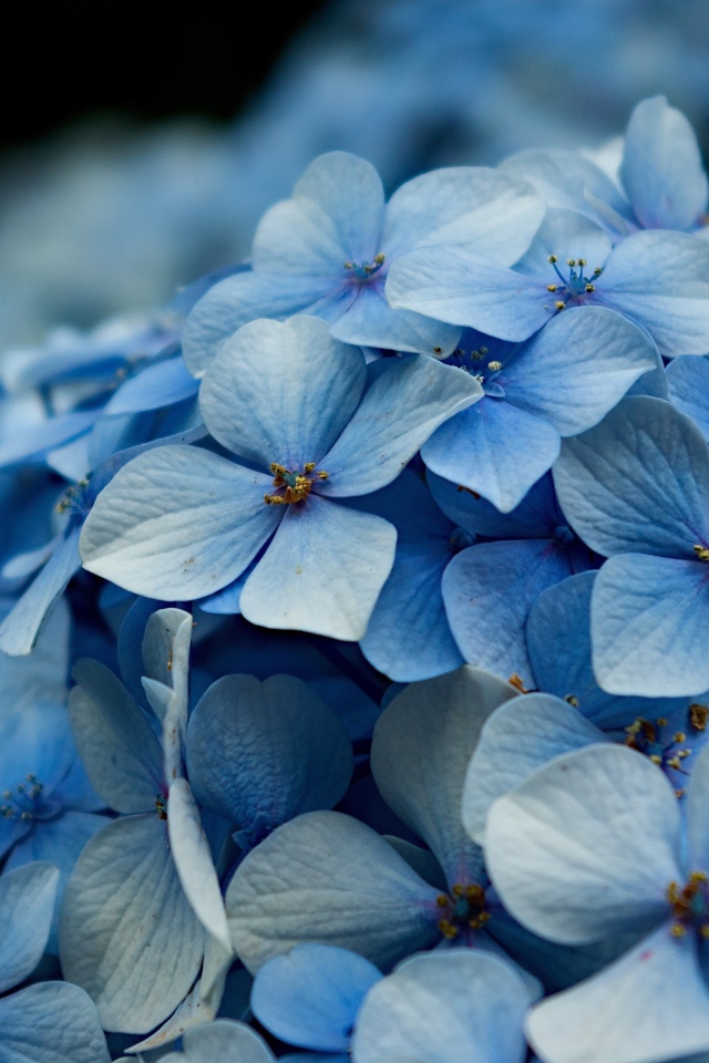 Голубые цветы гортензии крупным планом