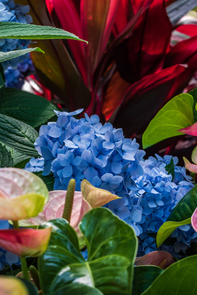 Голубые цветы гортензии с цветами антуриум на клумбе 