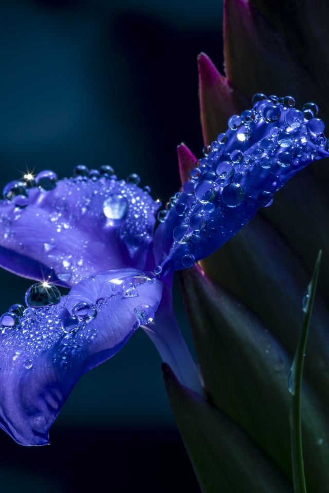 Синий цветок ириса в каплях росы 