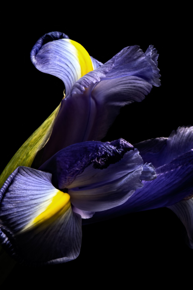 Синий цветок ириса на черном фоне 