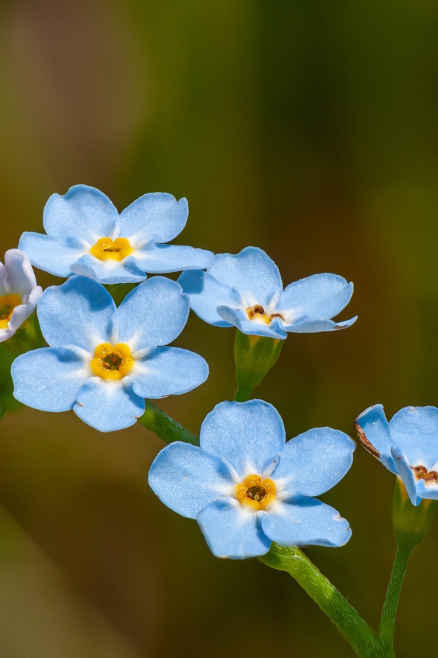 Голубые маленькие цветы незабудки в лучах солнца