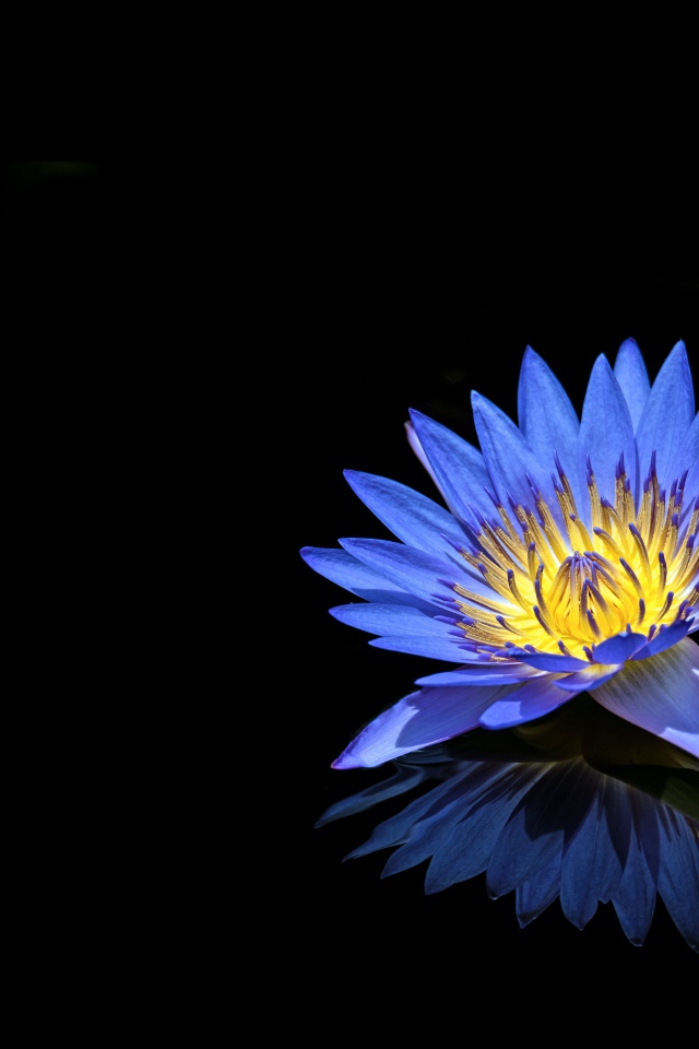 Синий цветок лотоса отражается в черной поверхности 