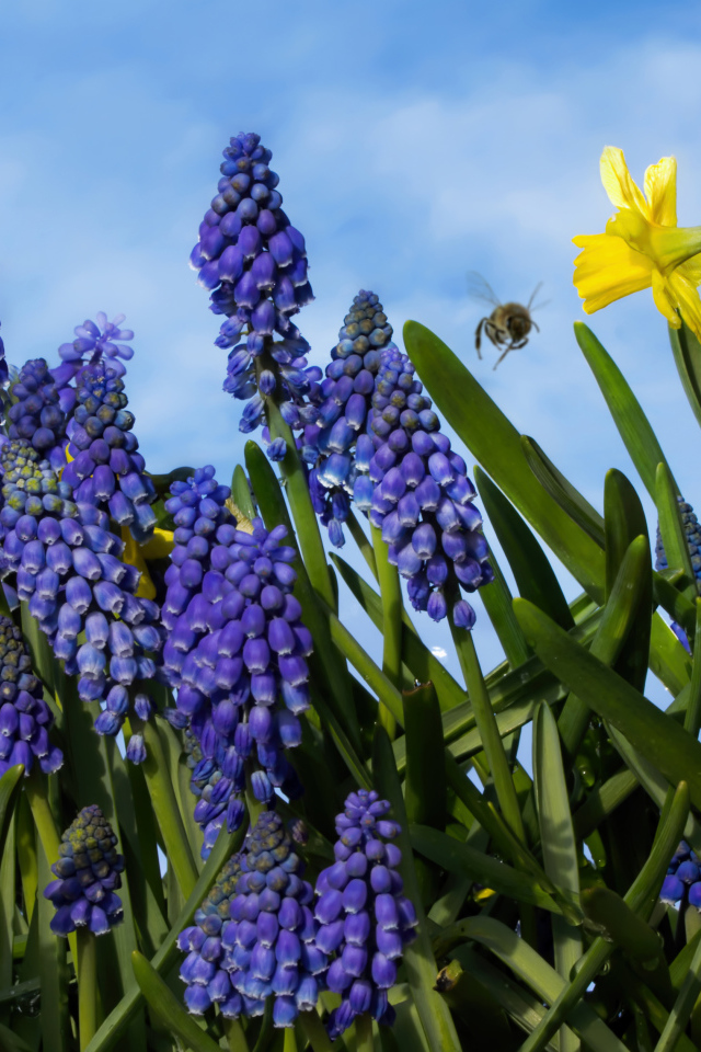 Синие цветы мускари на фоне голубого неба