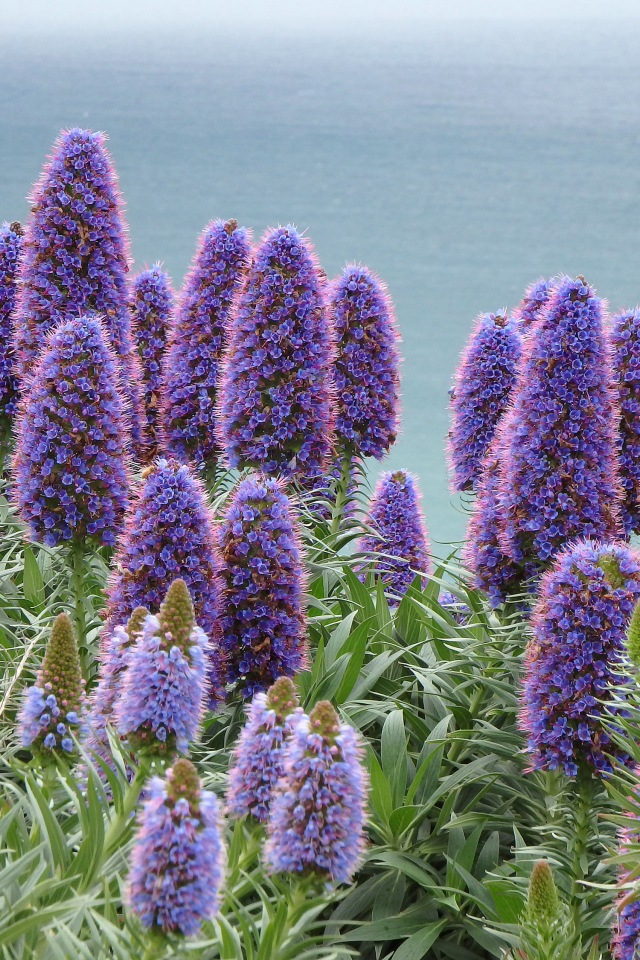 Синие полевые цветы синяк