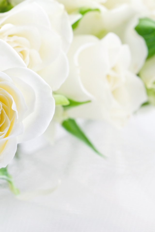 Букет красивых нежных белых роз на белом фоне