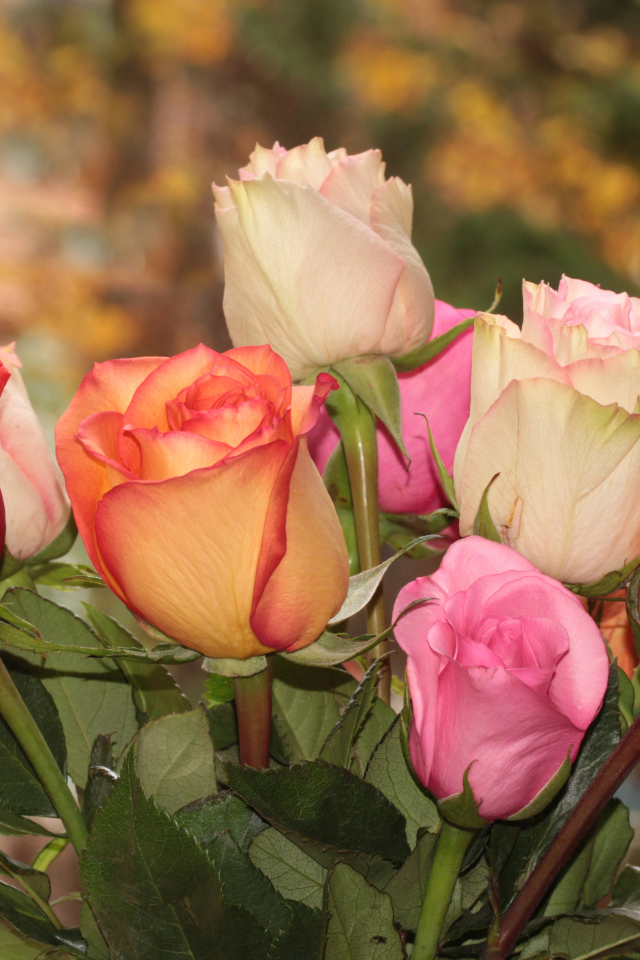 Букет красивых разноцветных роз крупным планом