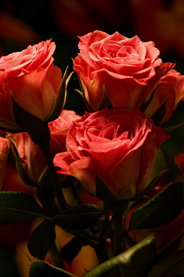 Букет красивых розовых роз  крупным планом