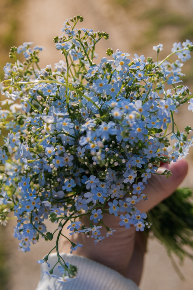 Букет голубых цветов незабудки в руке